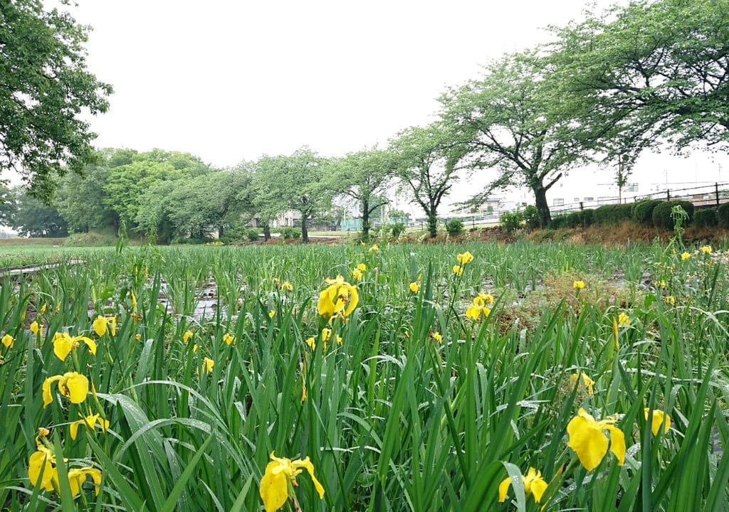 【伊勢崎市】国指定史跡女堀の花しょうぶが咲き始めましたが、『令和3年度赤堀花しょうぶ園まつり』は中止となりました。