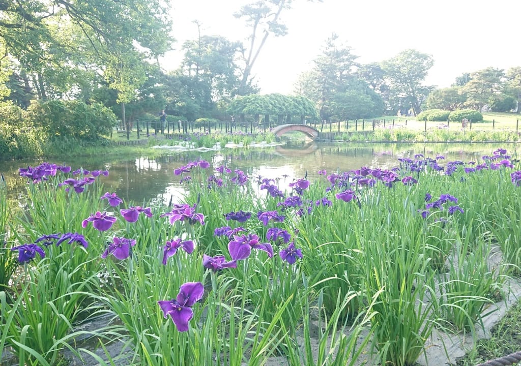 【伊勢崎市】華蔵寺公園『水生植物園』、綺麗な花菖蒲が咲き始めました。