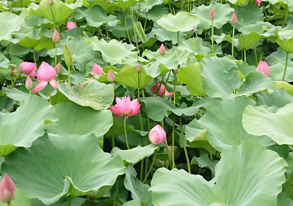 【伊勢崎市】『境伊与久沼公園』蓮の花が咲き始めています！