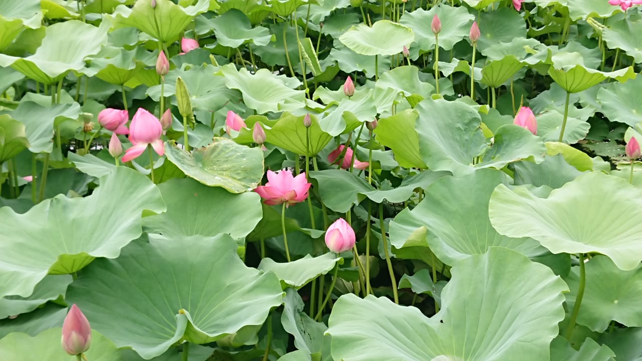 【伊勢崎市】『境伊与久沼公園』蓮の花が咲き始めています！