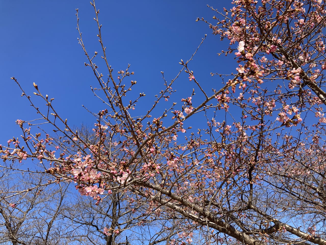 miraikouennisesakisi河津桜１