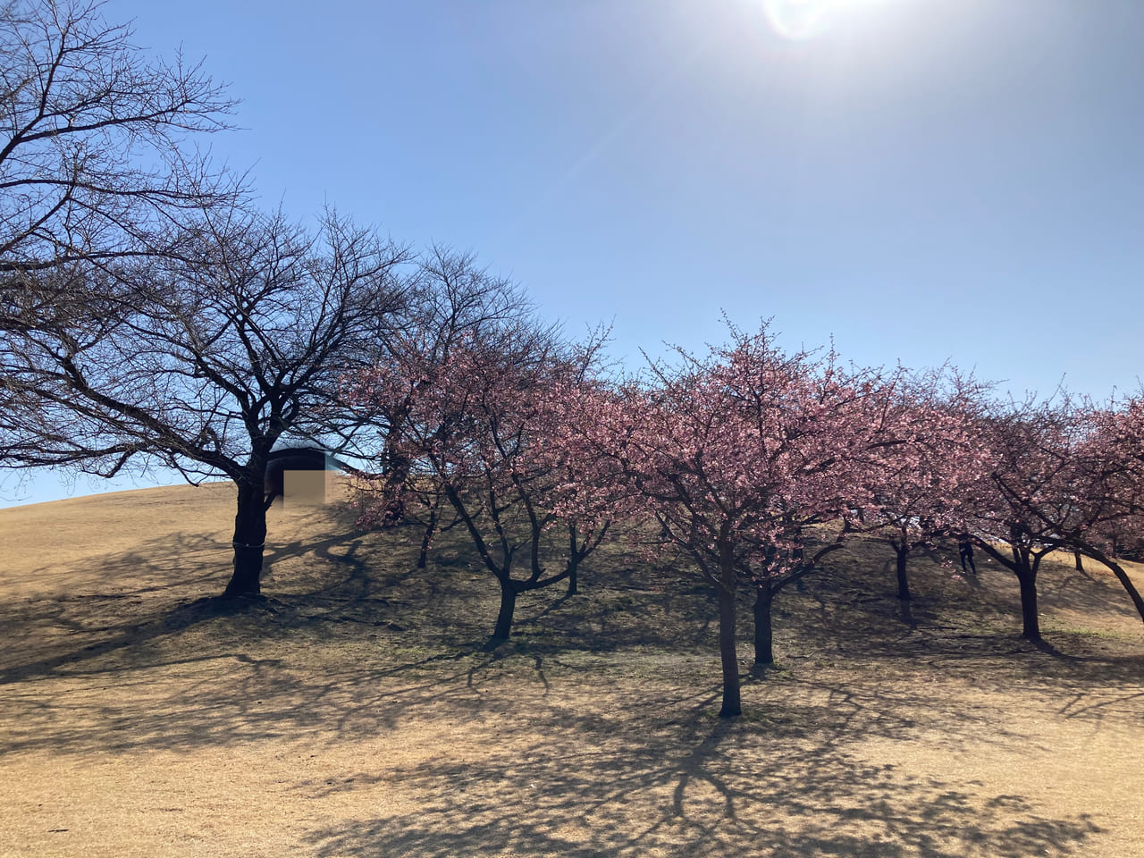 isesakimirai20230304桜２