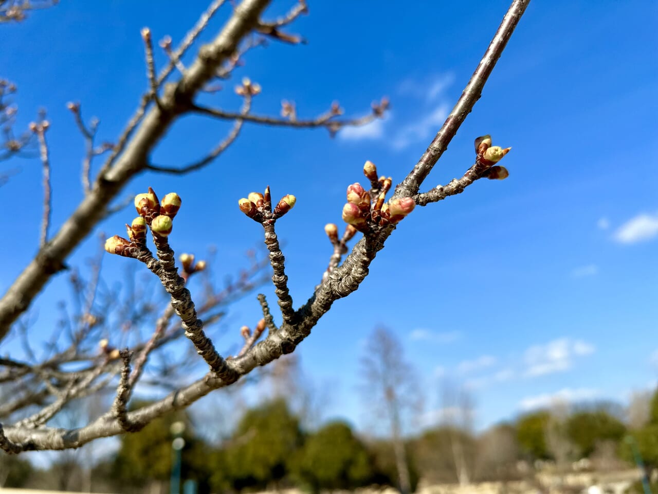 伊勢崎市みらい公園(いせさき市民のもり公園)河津桜