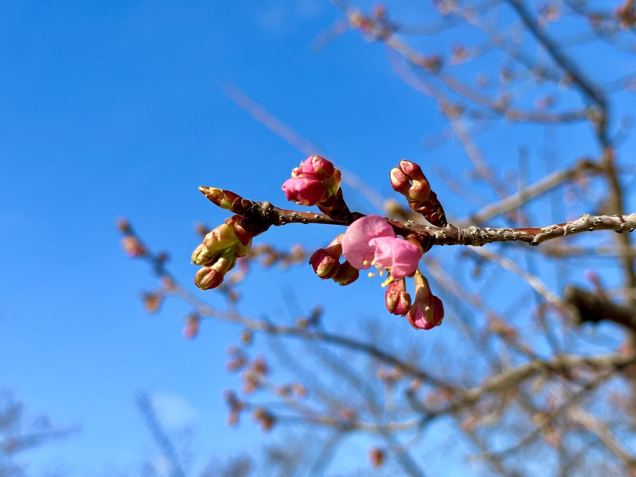 伊勢崎市みらい公園(いせさき市民のもり公園)河津桜