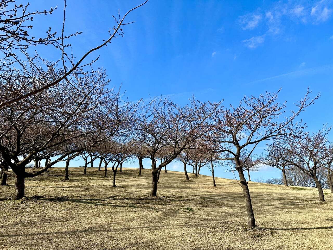 伊勢崎市みらい公園河津桜