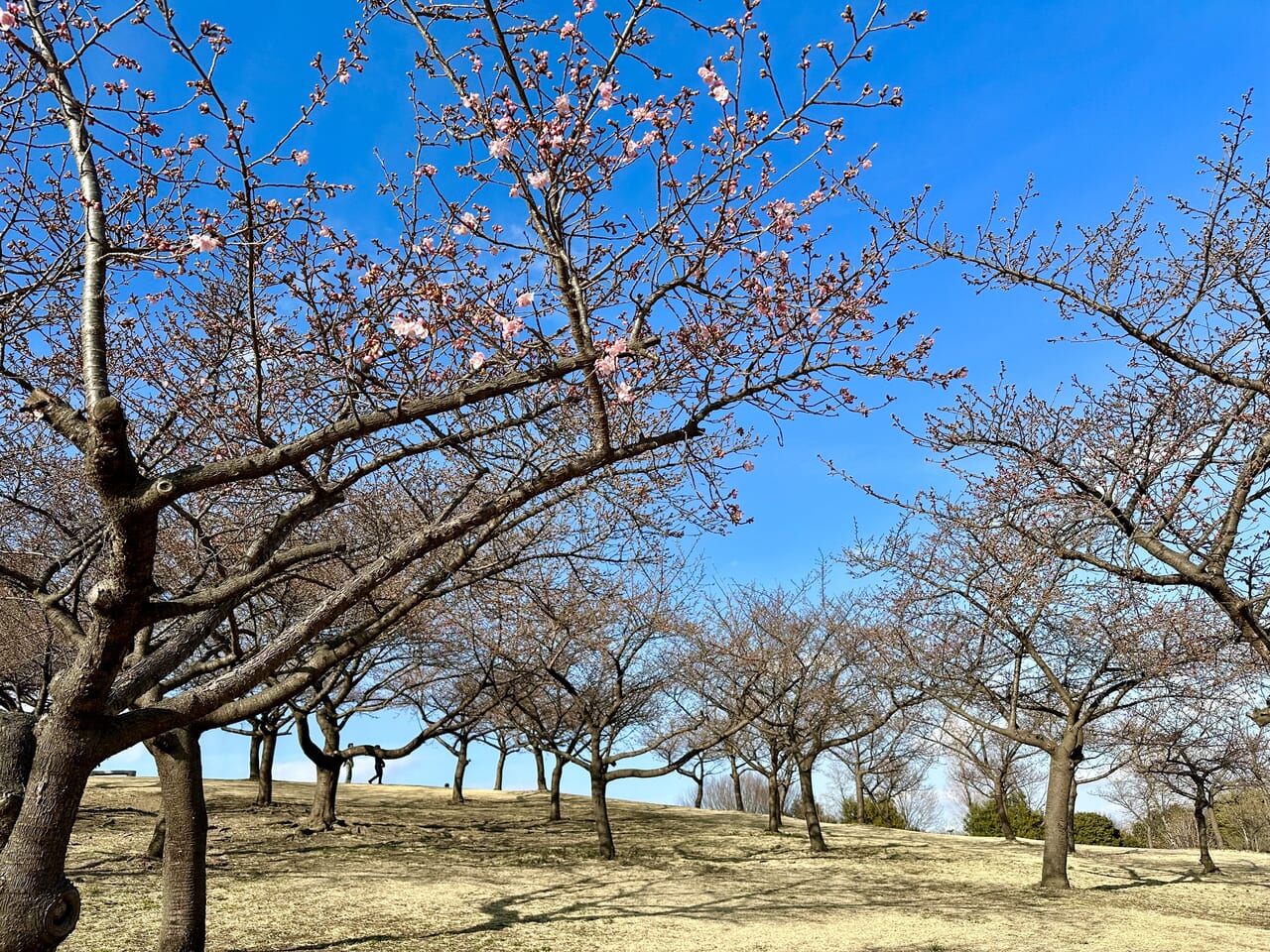 伊勢崎市みらい公園