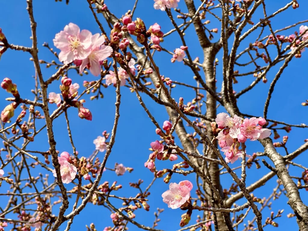 伊勢崎市みらい公園(いせさき市民のもり公園)河津桜