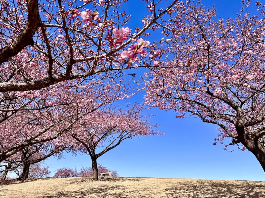 市民のもり公園河津桜