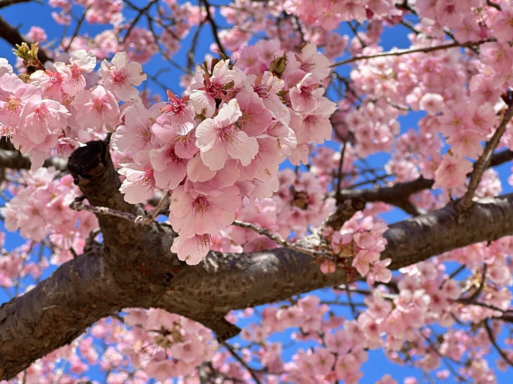 伊勢崎市みらい公園(いせさき市民のもり公園)河津桜開花状況