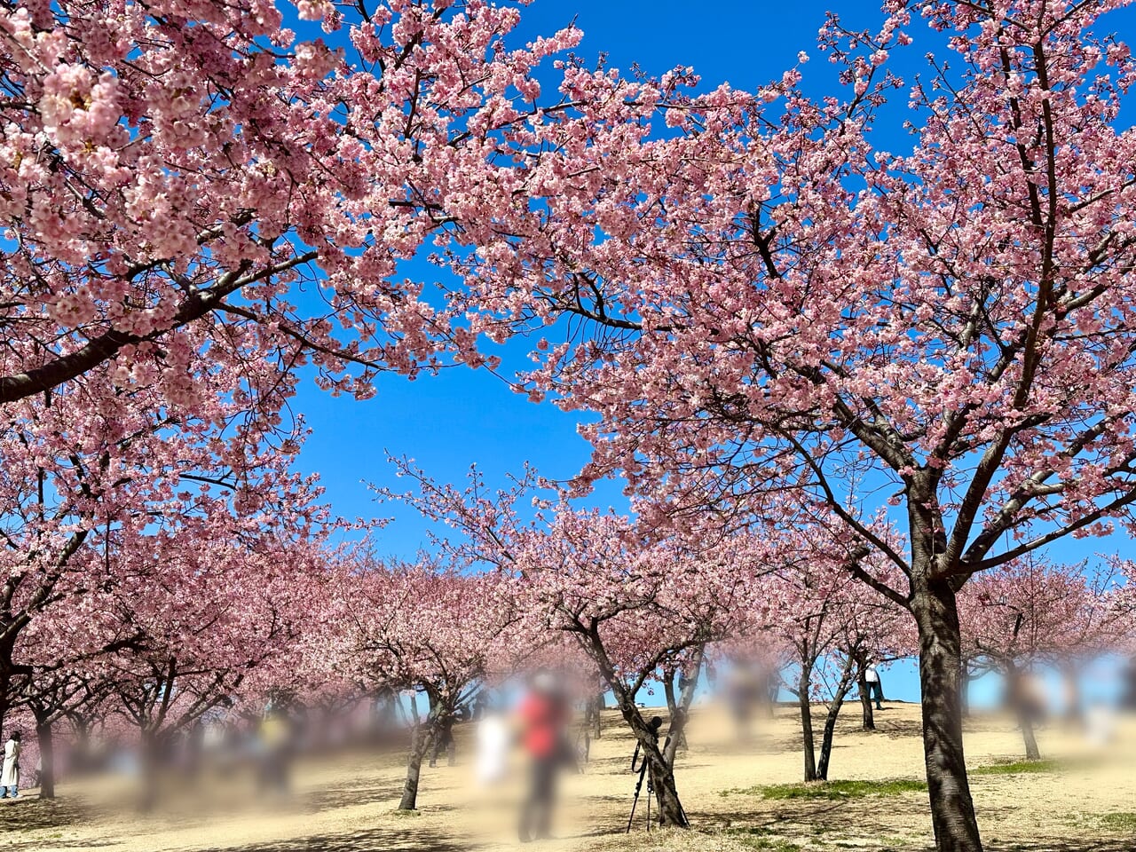 伊勢崎市みらい公園(いせさき市民のもり公園)河津桜