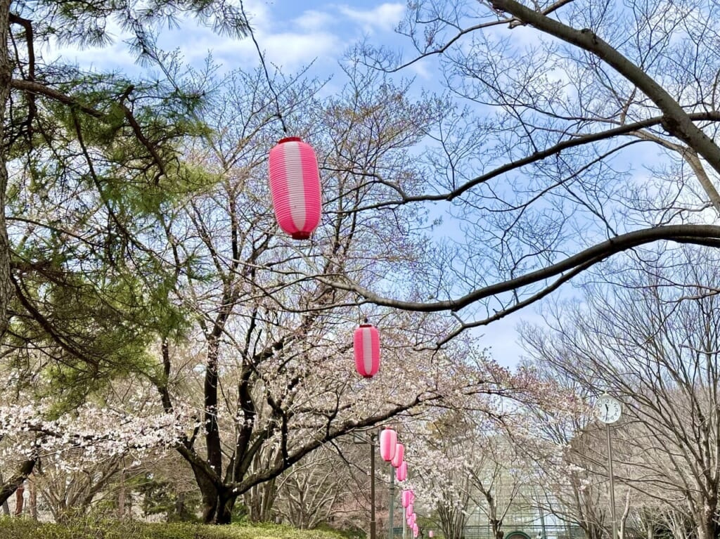 華蔵寺公園花まつり2024