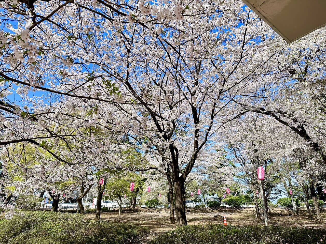 華蔵寺公園桜2024