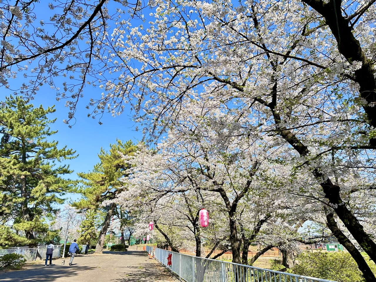 華蔵寺公園桜2024