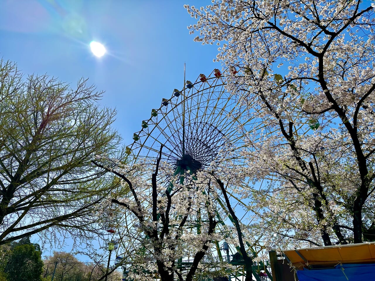 華蔵寺公園花まつり