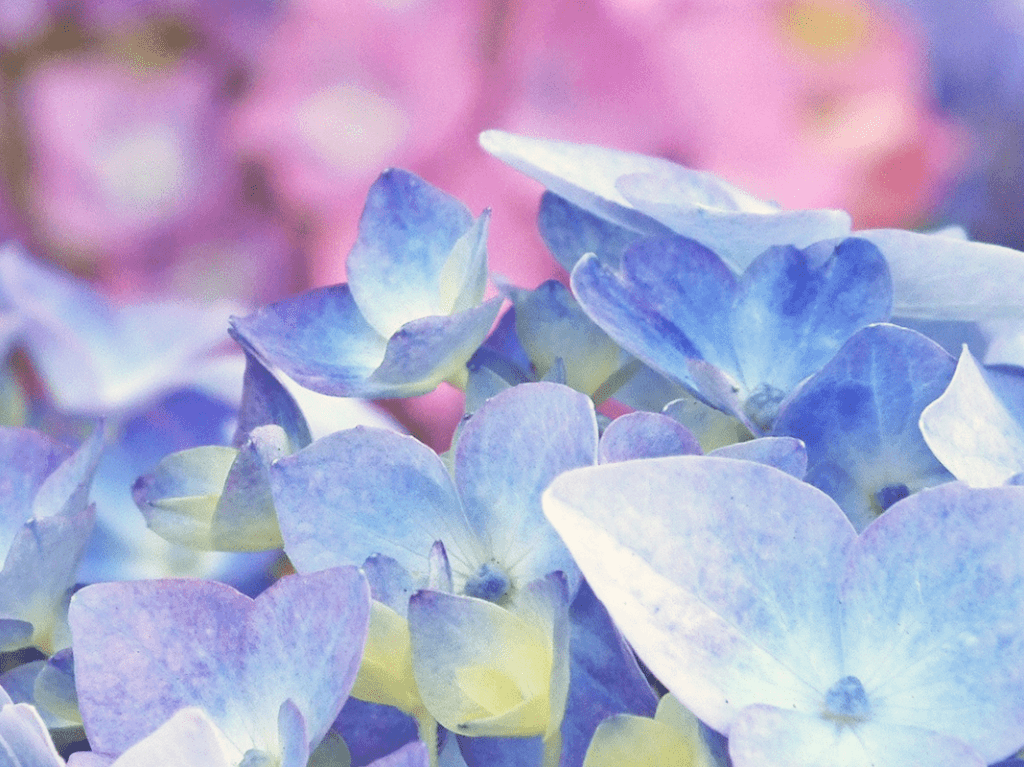 紫陽花
