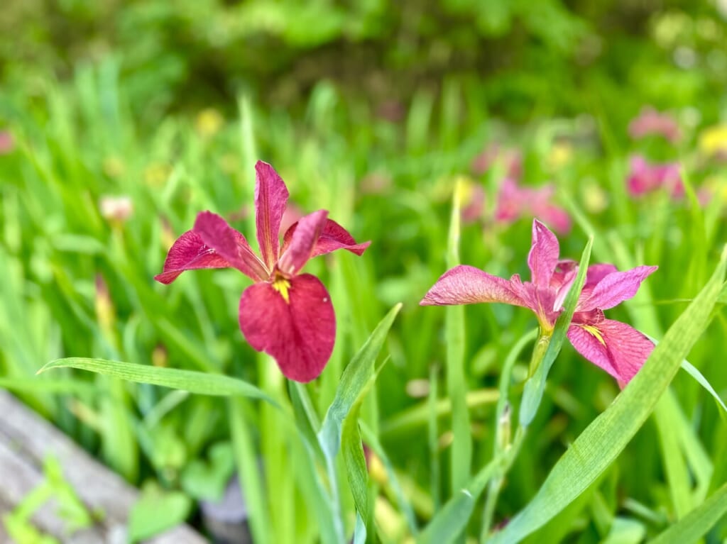 赤堀花しょうぶ園