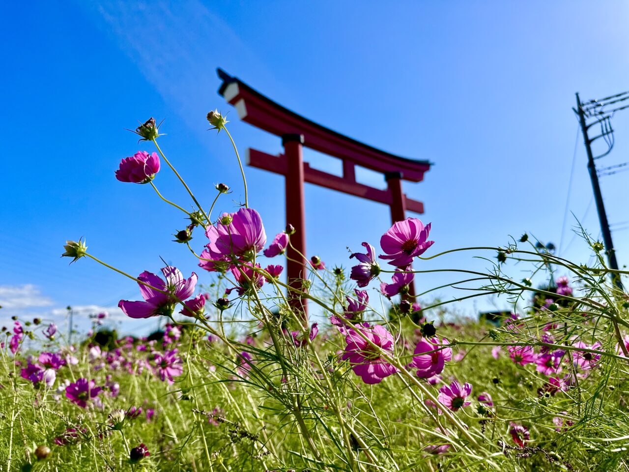 小泉コスモスまつり