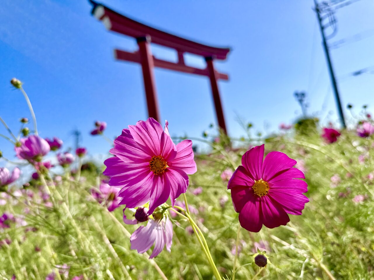 小泉コスモスまつり