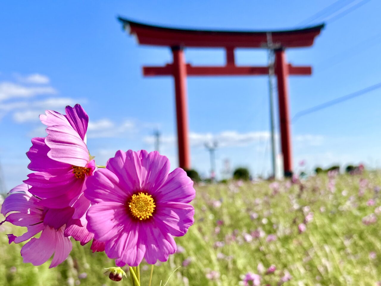 小泉コスモスまつり