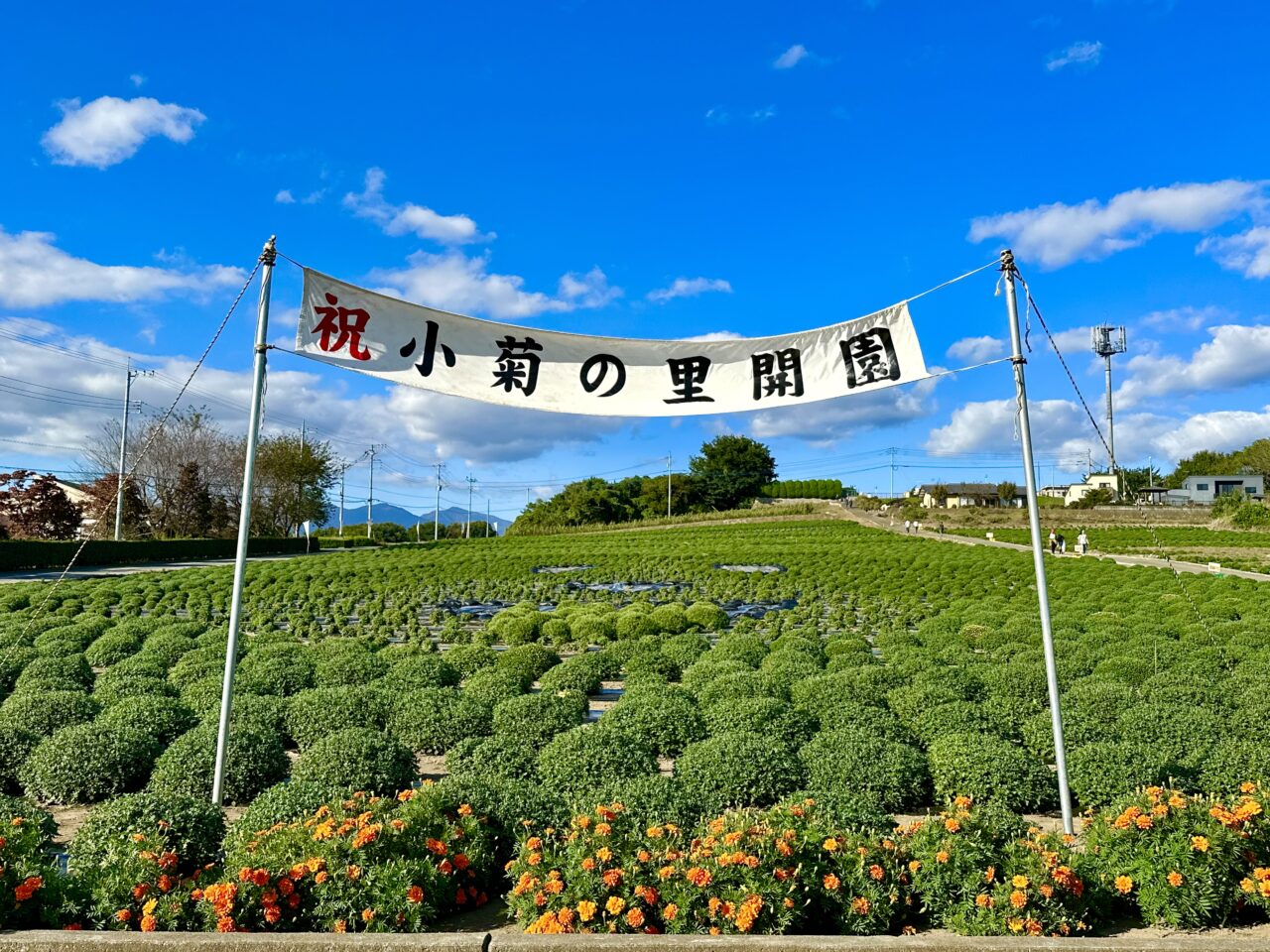 小菊の里