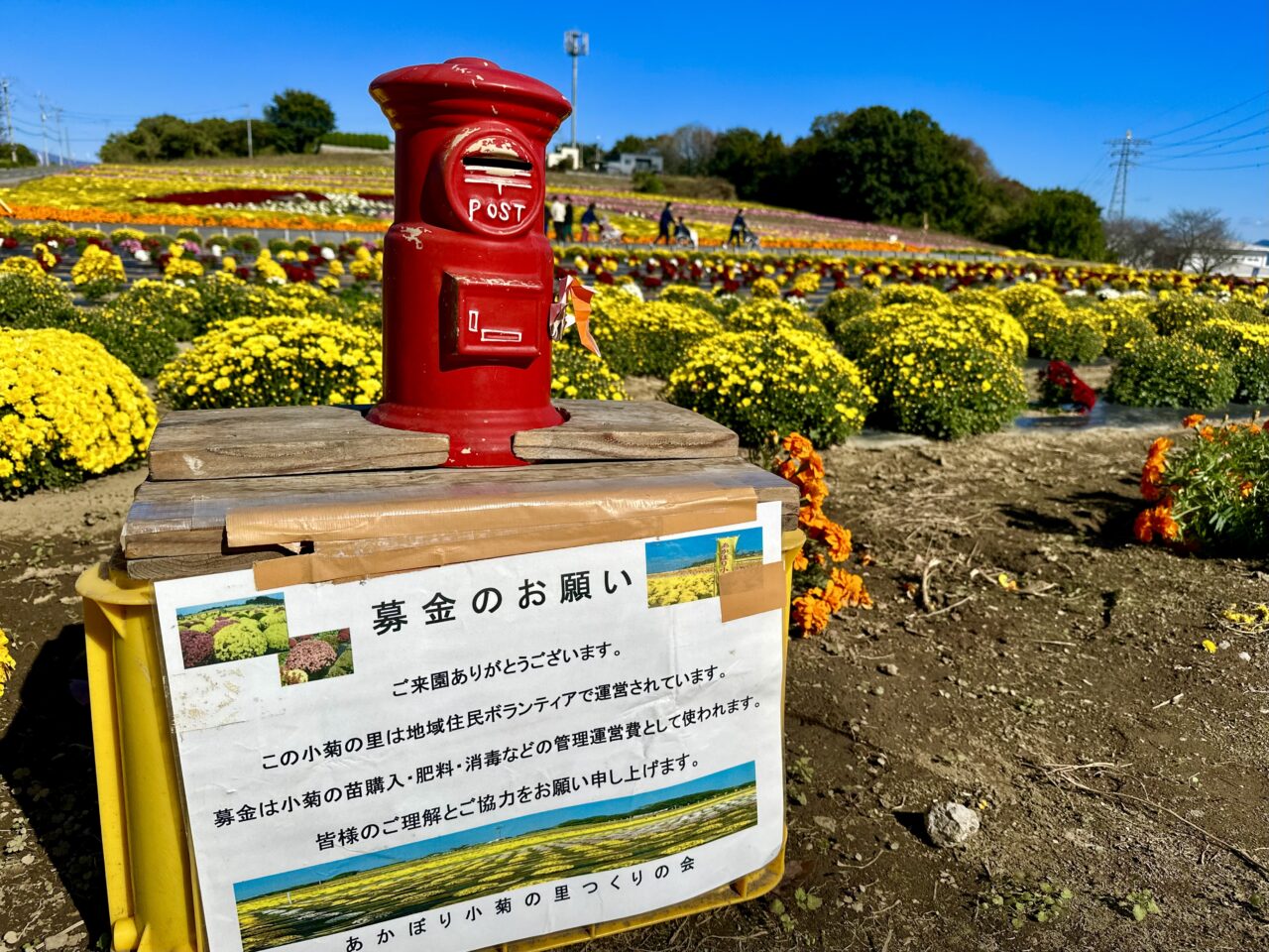 小菊の里