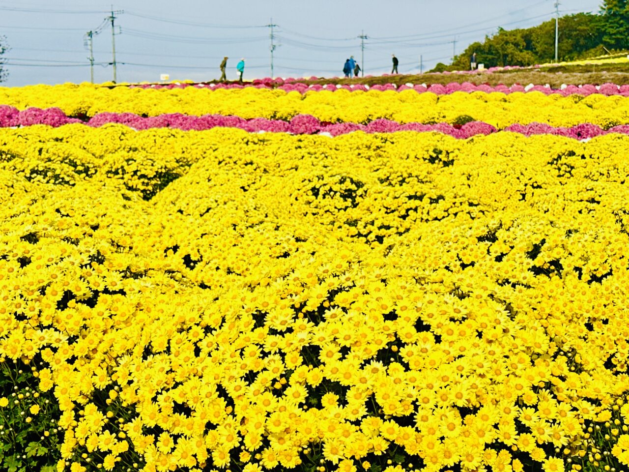 小菊の里