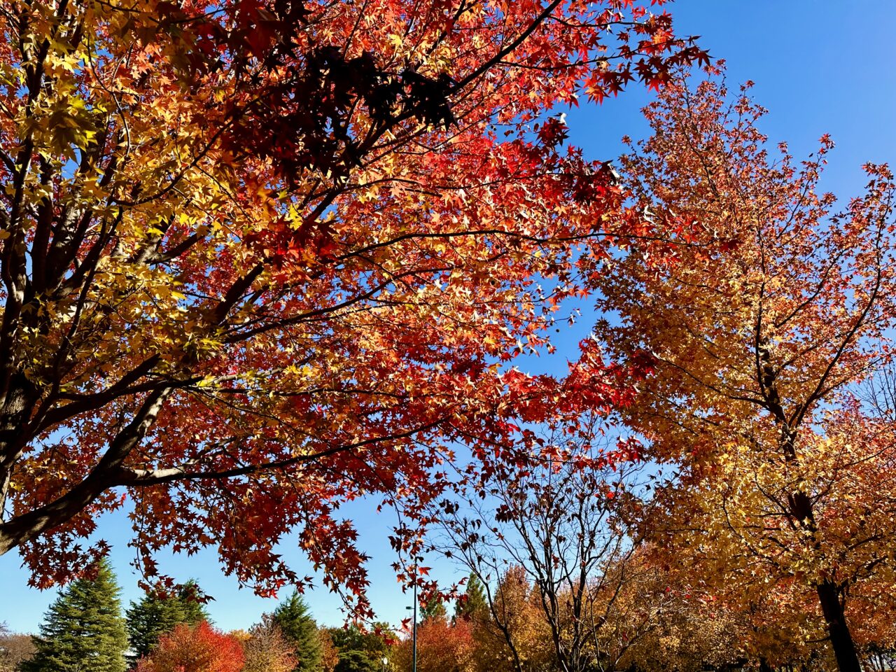 市民の森　紅葉