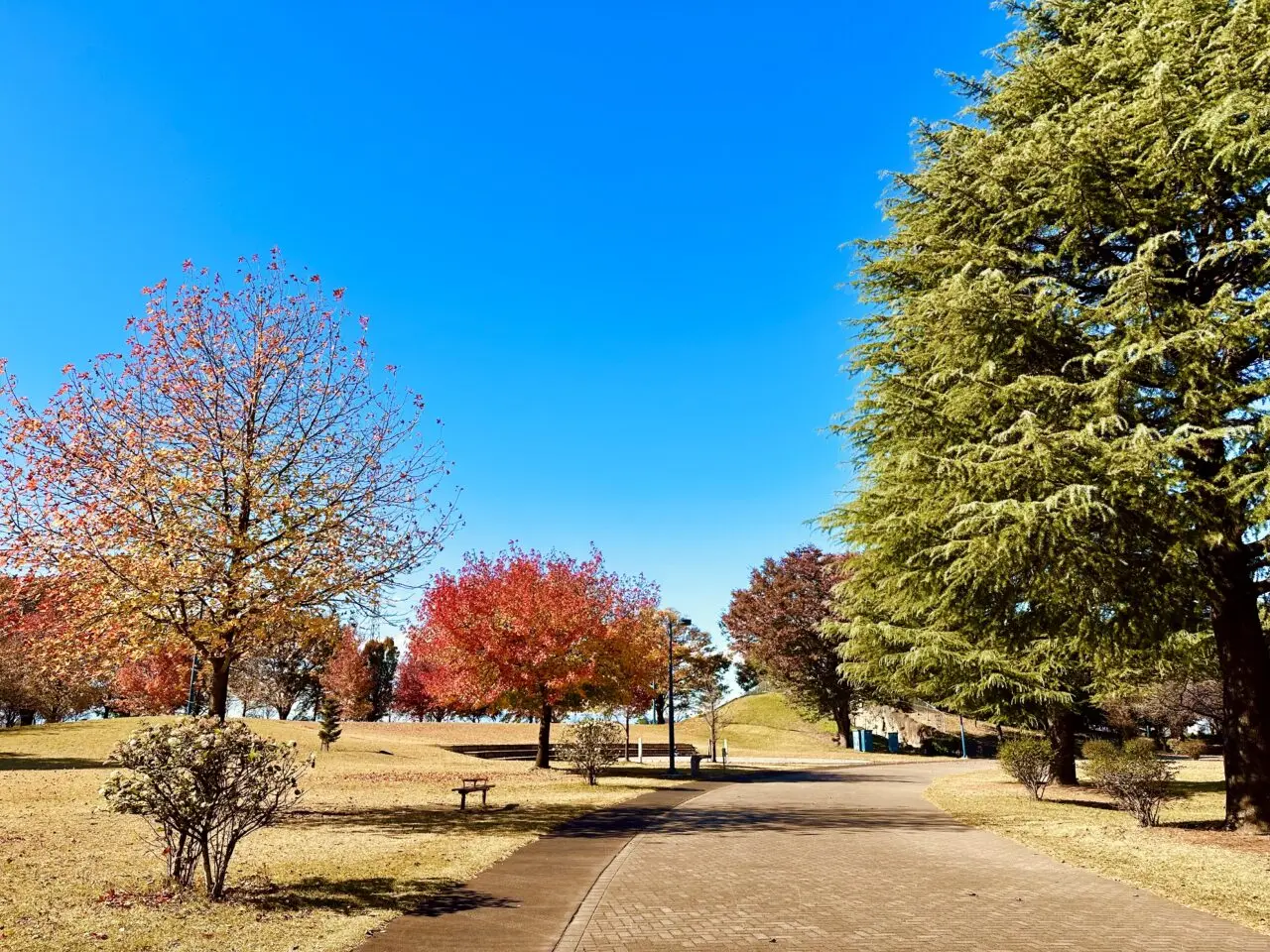 市民の森　紅葉