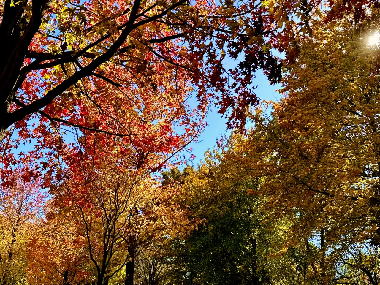 市民の森　紅葉