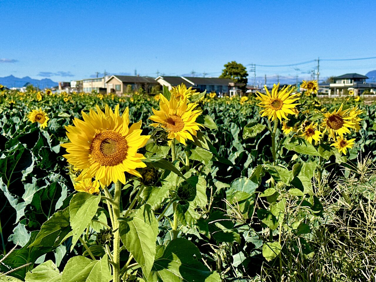 ひまわり