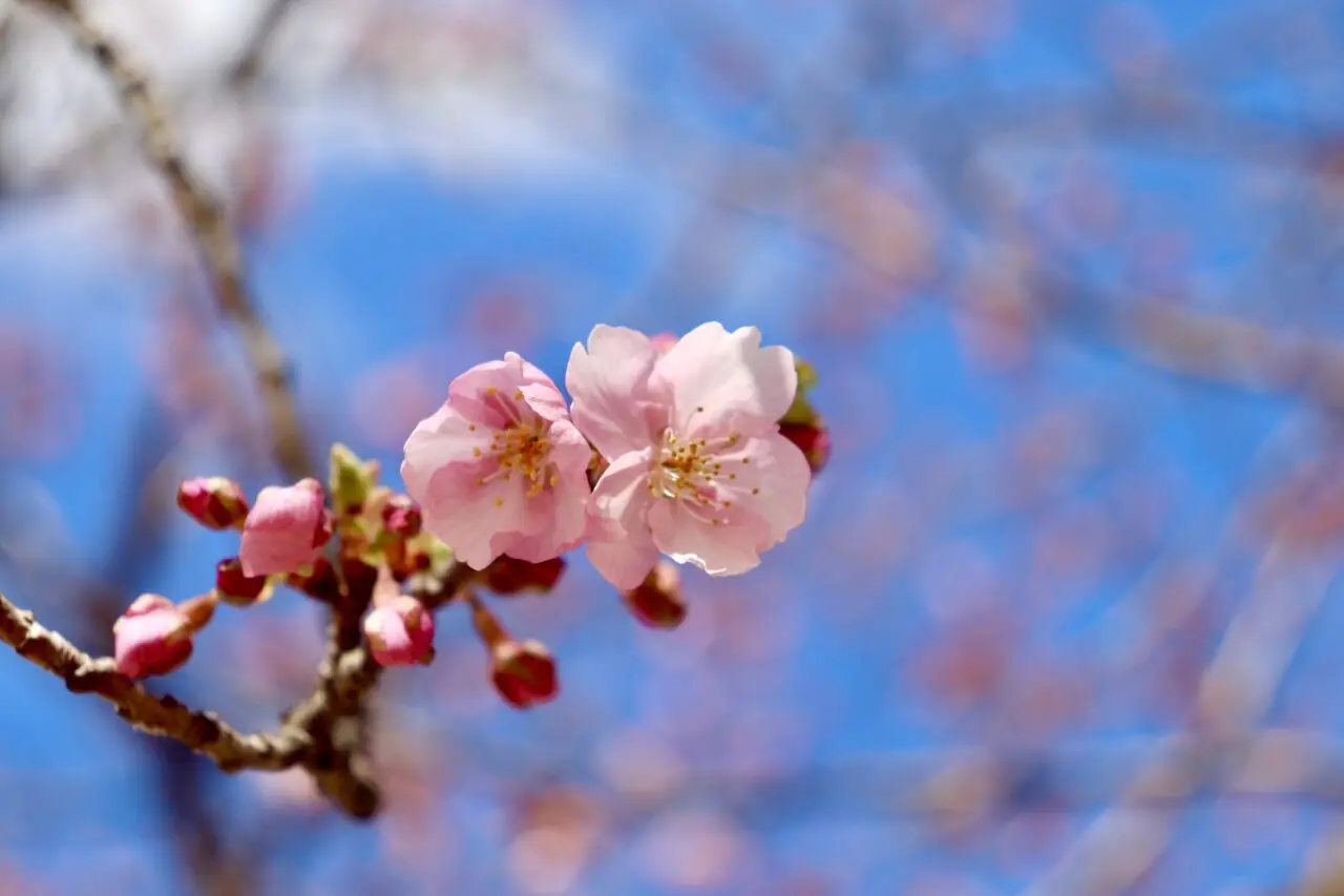 河津桜