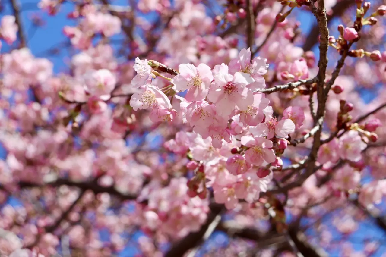 河津桜