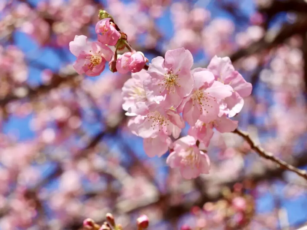 河津桜