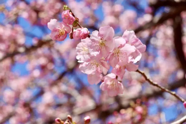 河津桜