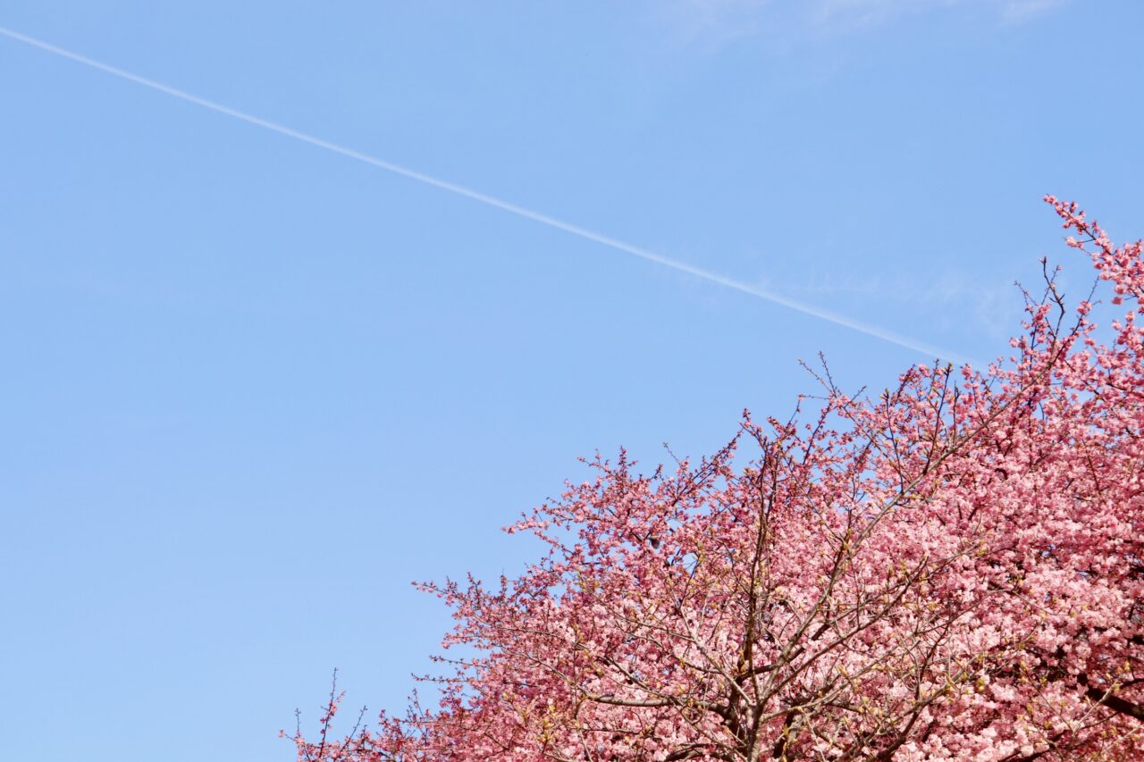 河津桜