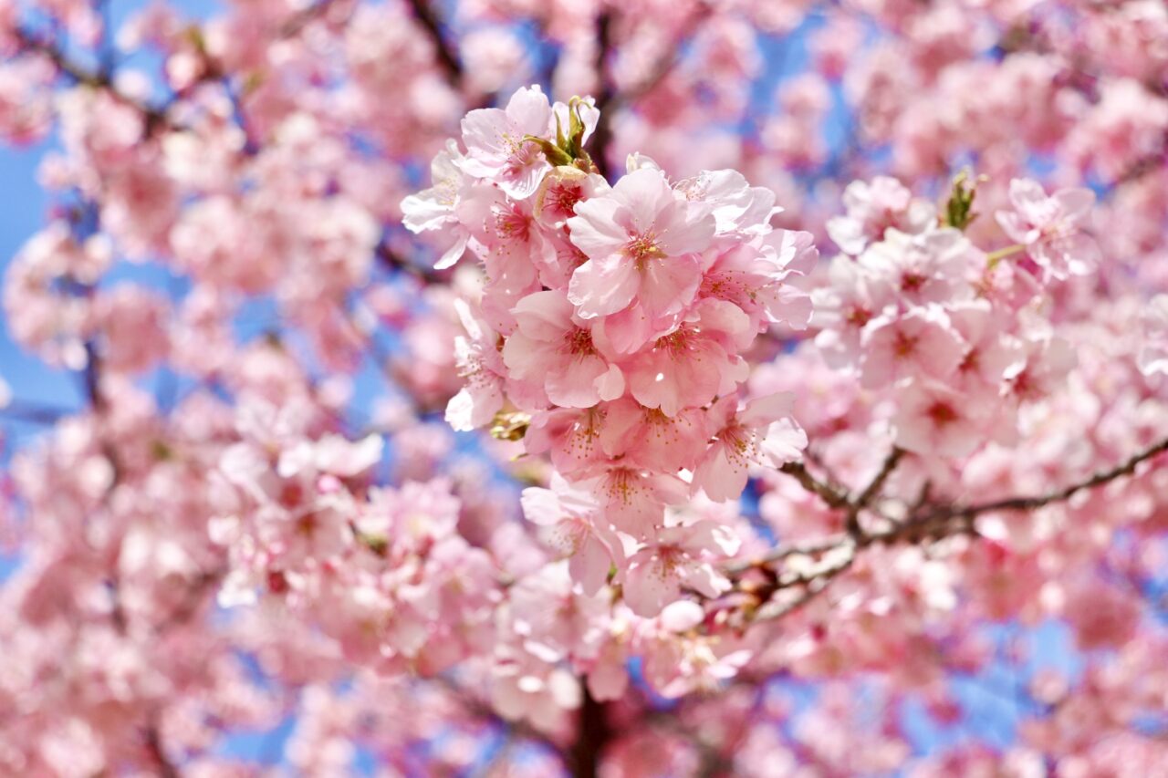 河津桜