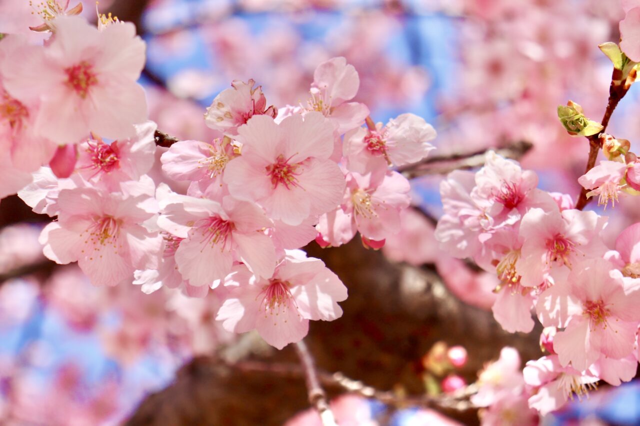 河津桜