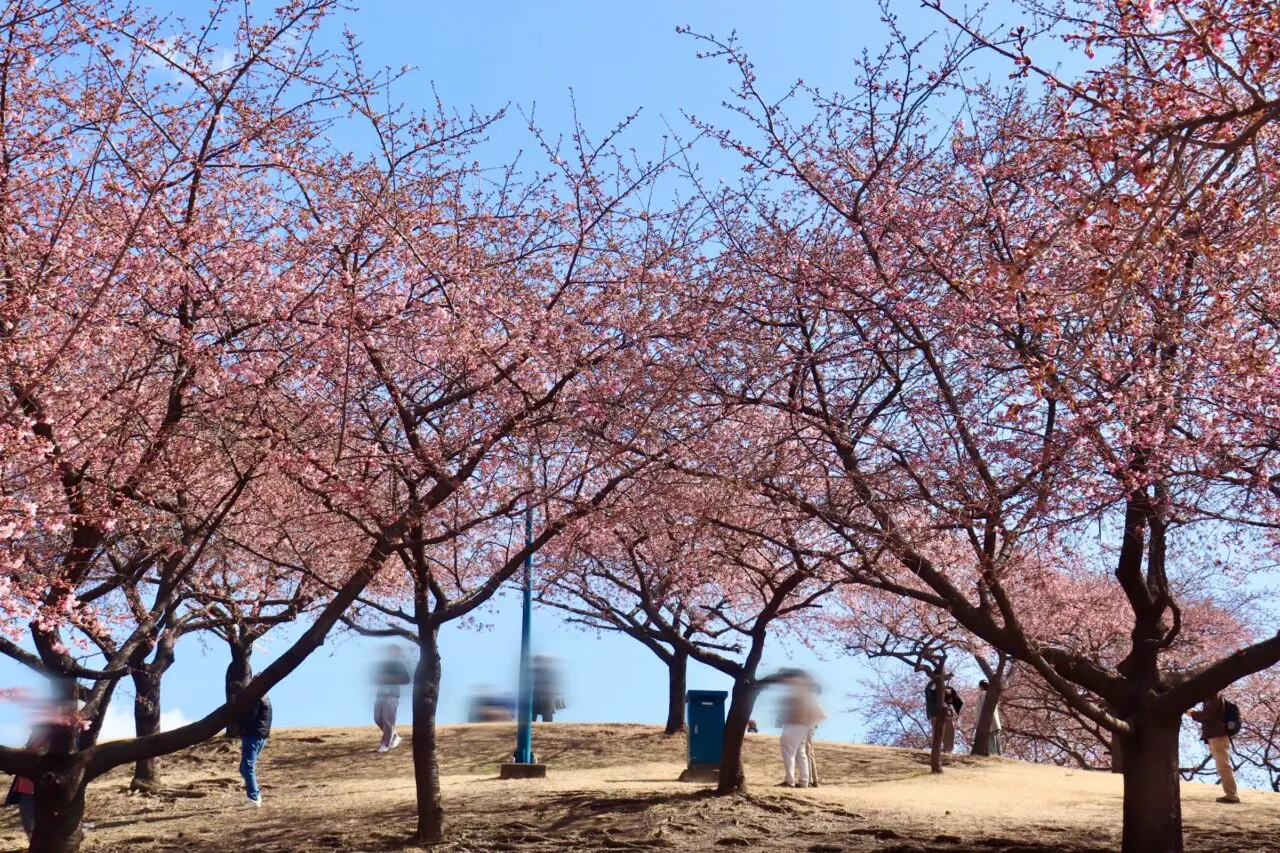 河津桜