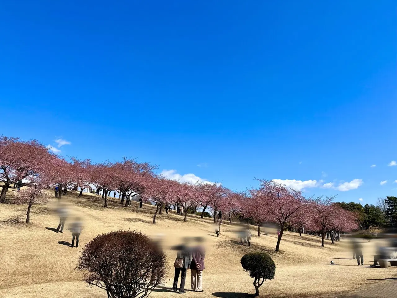 河津桜