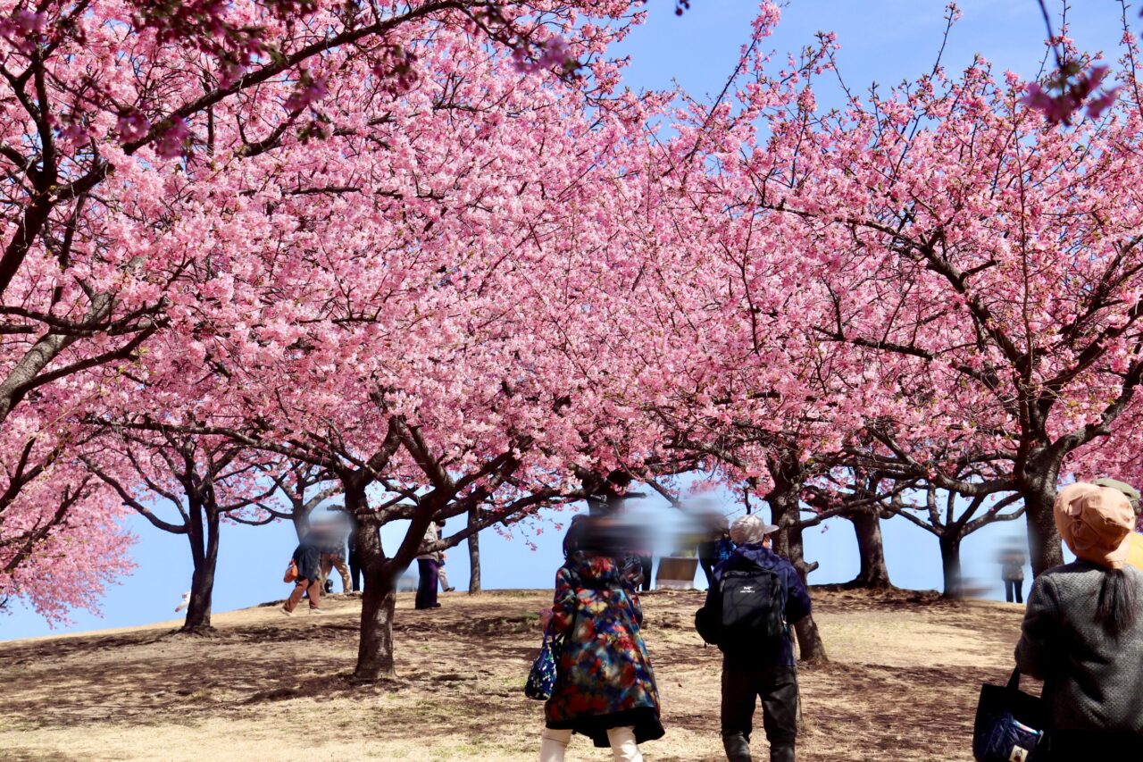 河津桜