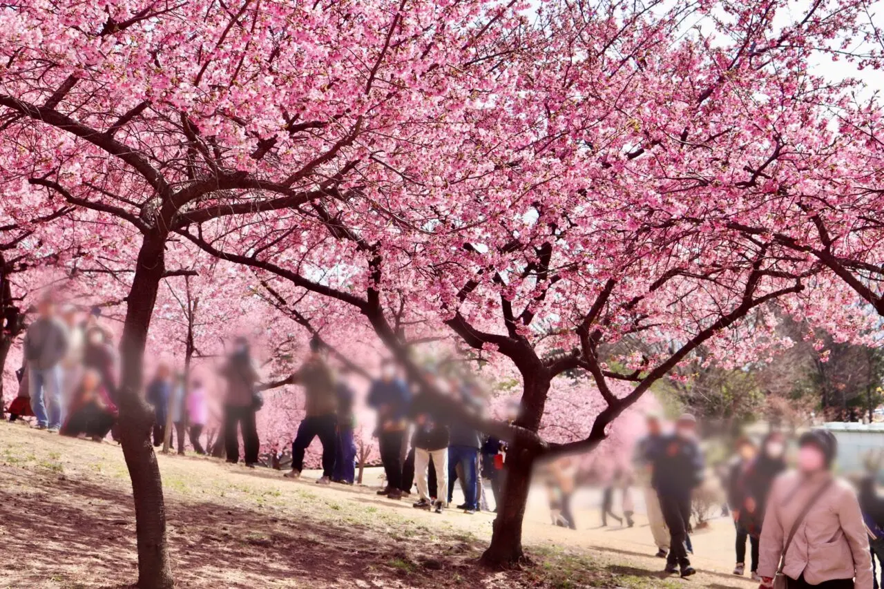 河津桜