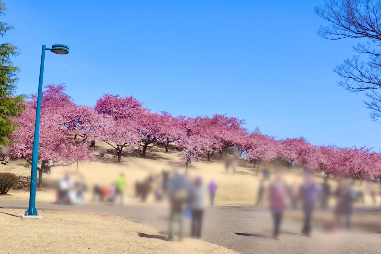 河津桜