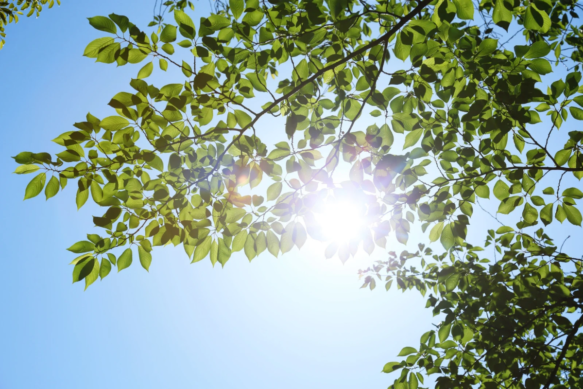 夏