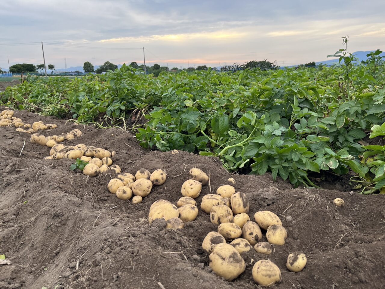 にこFarm