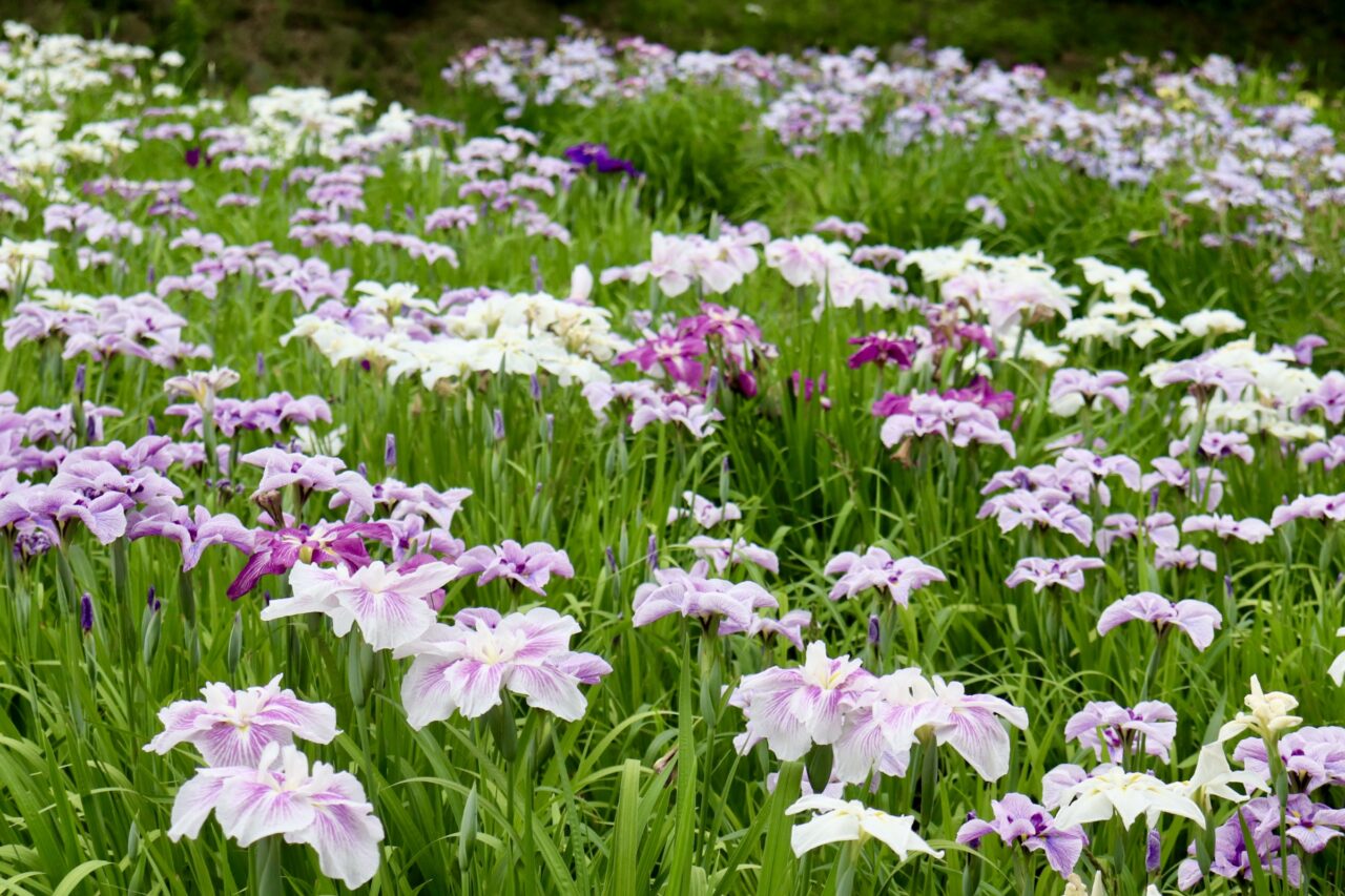 花しょうぶ