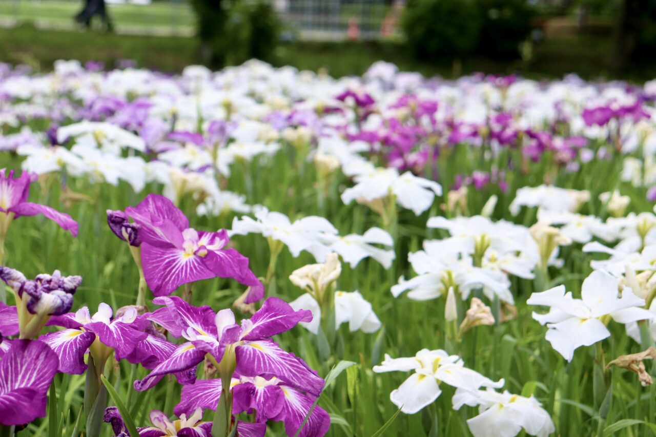 花しょうぶ