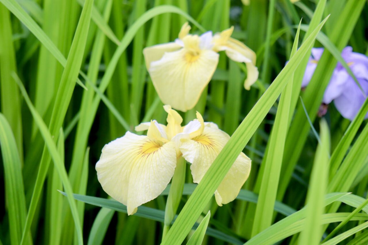 赤堀花しょうぶ園