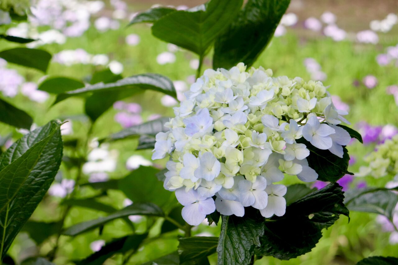 赤堀花しょうぶ園