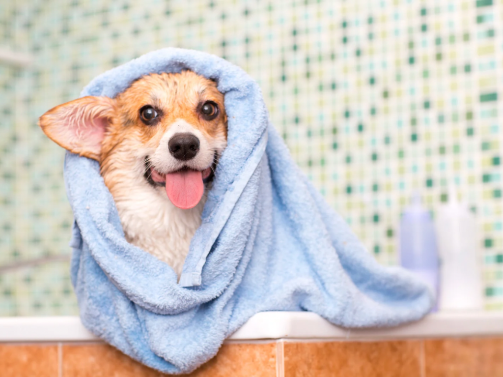 犬