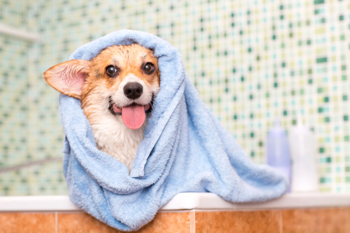 犬